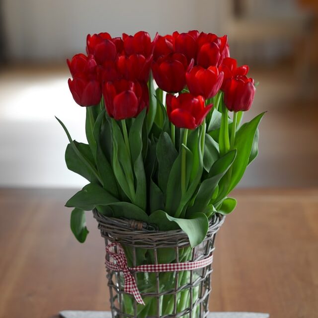 red tulips | Tax Update March 2022 | Positive Accountants York