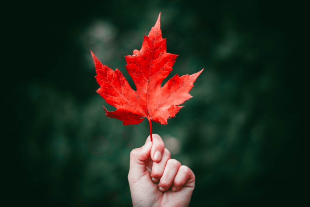 Red leaf | Autumn Statement 2022 | Positive Accountants